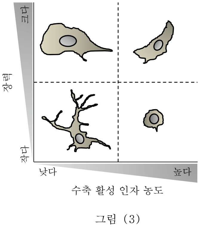 농도와 장력에 따른 세포의 형태, 그림 (3)