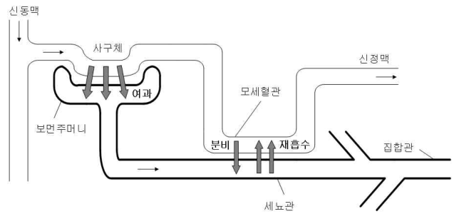 신동맥에서 사구체·보먼주머니·세뇨관을 거치는 여과·분비·재흡수 과정
