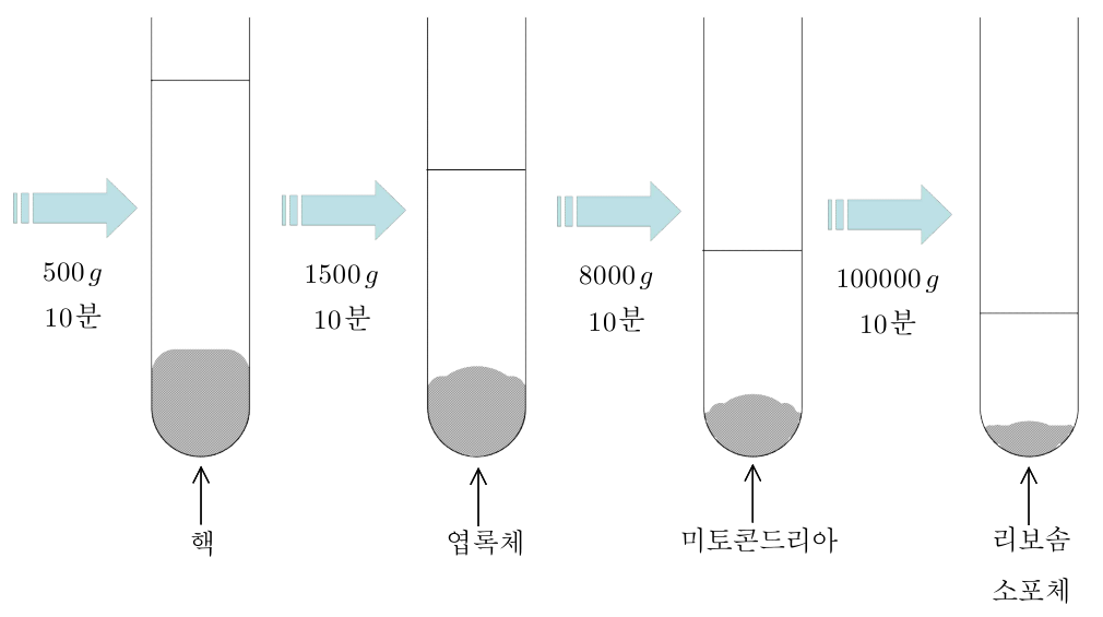 회전력을 높여 핵, 엽록체, 미토콘드리아 등을 순서대로 분리하는 과정